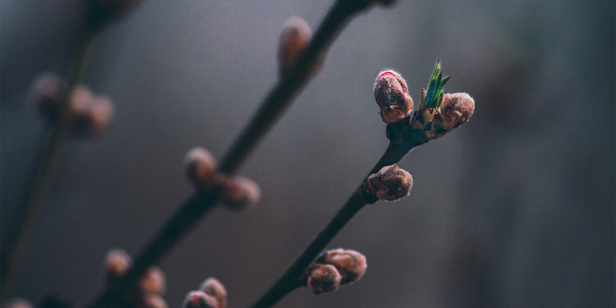 Finding Life After The Death Of A Dream