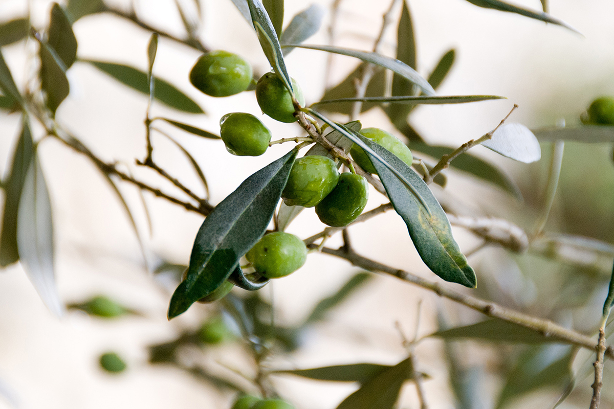 Масло оливковых листьев. Оливковое дерево Уайт. Bellotti оливковое дерево. Райли оливковое дерево. Цетрелия оливковая.