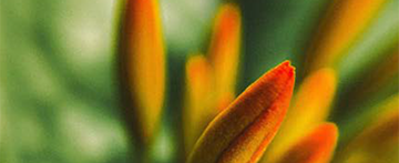 orangeflowersmallheader