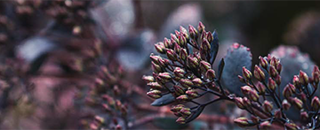 purpleflowersmallheader