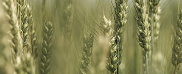 wheat