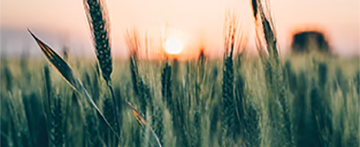 wheatandsky