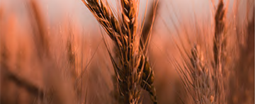wheatdarker