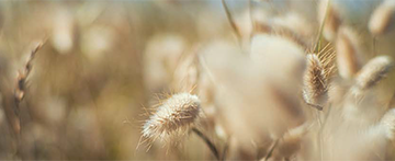 wheatsmallheader